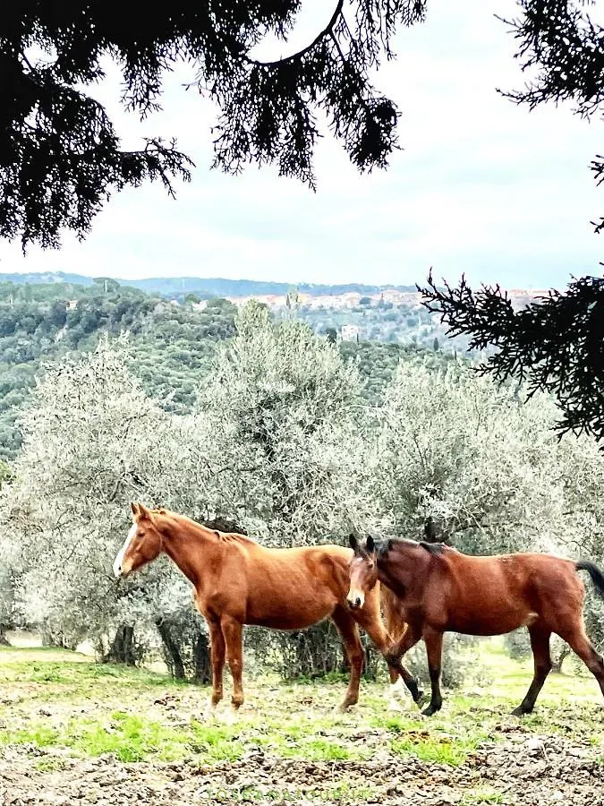 Holiday home Casa Rosmarino, Grill, Wi-Fi By Toscanatour Riparbella Italy